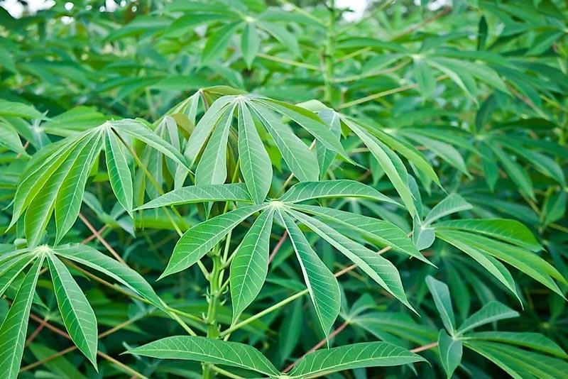 สถานการณ์ตลาดใบมันสำปะหลัง