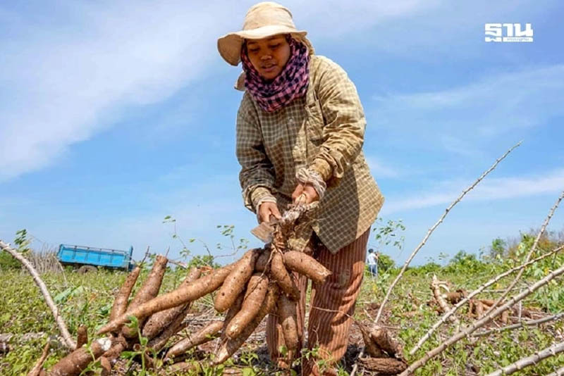 อุตฯ มันสำปะหลัง ส่อโคม่า ผลผลิตหด-ชาวไร่ ชิ่งหนีหันไปปลูกพืชอื่นที่ได้เงินมากกว่า