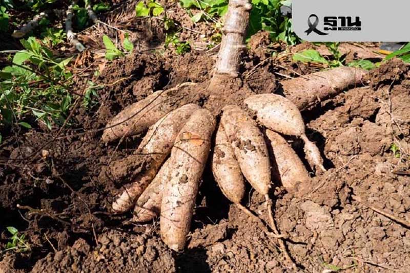 มันฯ ขาดตลาด! โรงแป้ง แย่งซื้อดันราคาพุ่ง จี้รัฐเปิดนำเข้า กันเสียตลาดส่งออก