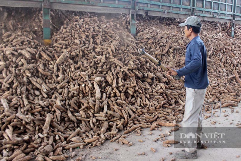 ราคามันสำปะหลังในเต็ยนิญพุ่งสูง: สัญญาณเตือน “วิกฤตร้ายแรง” ของอุตสาหกรรมมันสำปะหลังเวียดนามทั้งระบบ